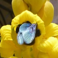 Рождение бабочки :: Александр Чеботарь