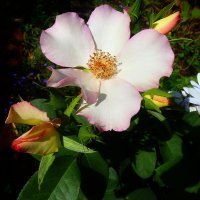 Итальянская роза Лиола - новинка в наших садах :: Лидия Бараблина