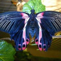 Тропическая бабочка :: Victoria 