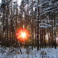 Вечер в зимнем лесу :: Андрей Снегерёв