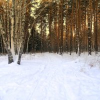 Там вдали кедровый лесок. :: Мила Бовкун