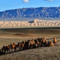 В пустыни Гоби больше животных чем население :: Георгий А