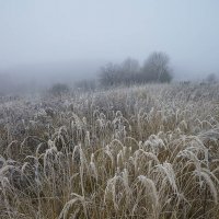 Туманное утро в долине Протвы :: Сергей Курников