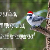 Птица :: Елена Чудиновских