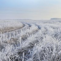 Прошлогодняя красота :: Светлана Карнаух