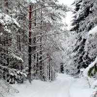 Зимняя дорога в лес.....в прошлом году! Сейчвс дождь! :: Ольга Митрофанова