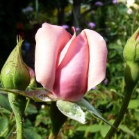Макро розы с бутонами и каплями :: Лидия Бараблина