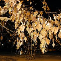 Зимняя ветка березы с запоздалой листвой :: Лидия Бараблина
