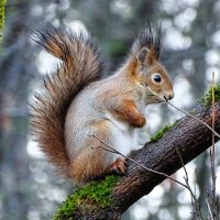 Городские белки :: Милешкин Владимир Алексеевич 