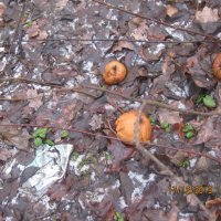 Яблоки  после мороза :: Maikl Smit