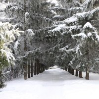 Такая погода 19 декабря, но не сегодня :: Надежд@ Шавенкова