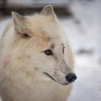 Полярный волк :: Владимир Габов