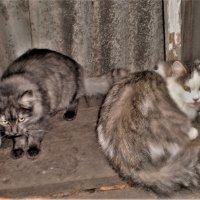 Покормите бездомных кошек и собак зимой! :: Венера Чуйкова