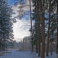 Зимний лес :: Нина Синица