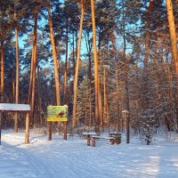 Берегите лес - народное достояние! :: Елена Хайдукова  ( Elena Fly )