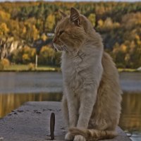 Рыжая осень с рыжим котом :: Ольга Винницкая (Olenka)