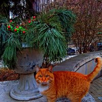 Котик  из Шаляпинского музея! :: Евгений БРИГ и невич