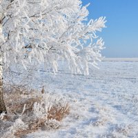 Сибирские  кружева :: Геннадий Супрун