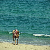 Верблюд и море. :: Galina Serebrennikova