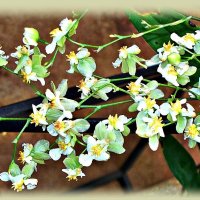 Орхидея онцидум. :: Валерия Комова