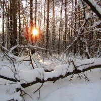 Огонёк солнца :: Андрей Снегерёв