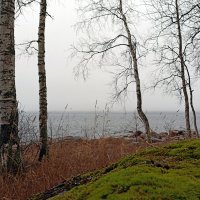 Берег Ладожского озера в декабре :: VL 