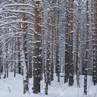 Обожаю прозрачный зимний сосновый лес! :: Зинаида Каширина