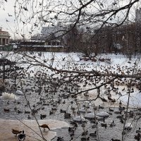 а им зимовать или пернатые :: Олег Лукьянов