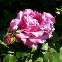 Нас манит розы нежный аромат... :: Лидия Бараблина