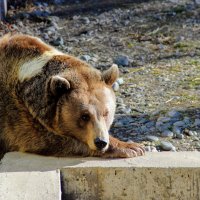 Разбудить разбудили , а что дальше  ? :: Вячеслав Случившийся