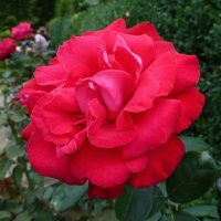Красная роза :: Лидия Бусурина