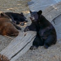 Кормят здесь хорошо! Но может в лес, на волю? Снимок 1. :: Юрий Поляков