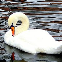 ...А белый лебедь на пруду.. :: Ольга Митрофанова