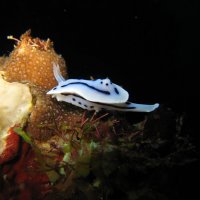 голожаберный моллюск :: alex 