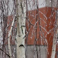 Ледяной дождь 24 декабря :: Ната Волга