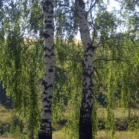 В березовом лесу в сентябре. :: оля san-alondra