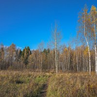 В поле :: Владимир Жданов