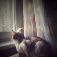 Мечтательная кошка :: Елена Шавлюга