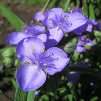 Милые голубые цветы - садовая традесканция :: Лидия Бараблина