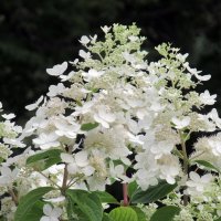 Белые цветы :: Александр Чеботарь