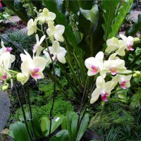 Сад орхидей в Сингапуре. :: Ольга Довженко