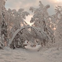 Под тяжестью снега склонилась береза. :: Galina Serebrennikova