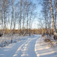 Берёзы в снегу :: Владимир 