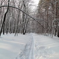 О предновогодних прогулках... :: Андрей Заломленков