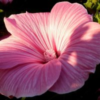 Цвет розового лета - лаватера... :: Лидия Бараблина