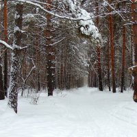 Лесные зимние дороги , уходящие вдаль . :: Мила Бовкун
