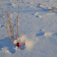 На снегу лежало яблочко...Для любимой... :: Георгиевич 