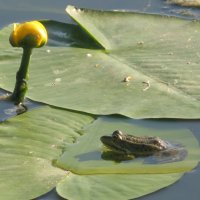 Предновогодняя медитация лягушки, которая как-бы превращается в водяную крысу... :: Alex Aro Aro Алексей Арошенко