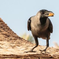 Аравийская ворона :: Олег 