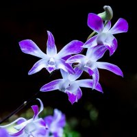 Орхидеи :: Евгений Печенин
